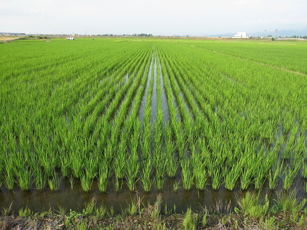 まごころ米 コシヒカリ(玄米)20kg - 新潟森林（もりばやし）農園の商品